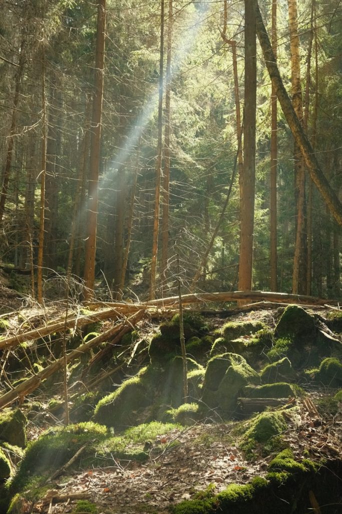 the sun shines through the trees in the forest