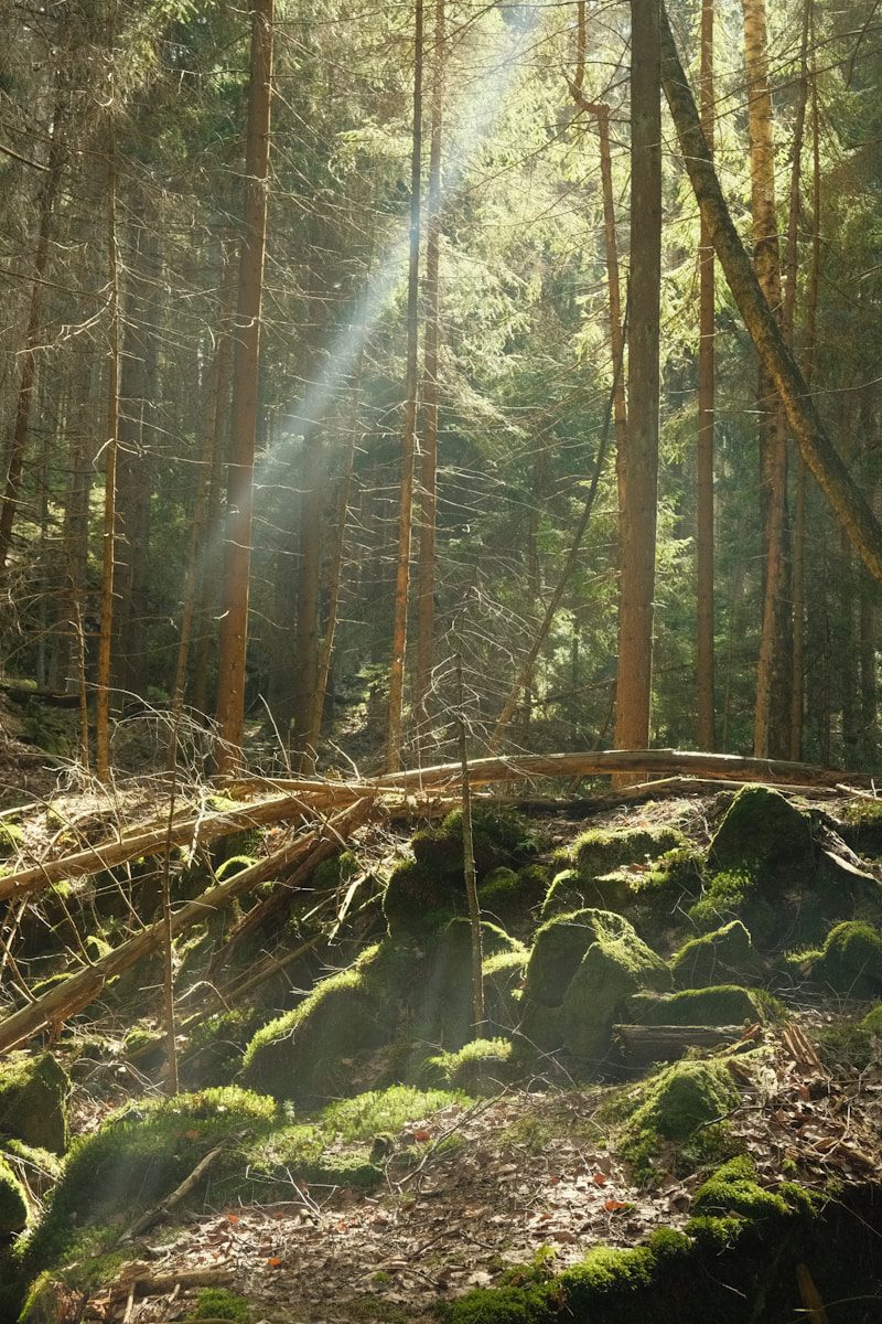 the sun shines through the trees in the forest