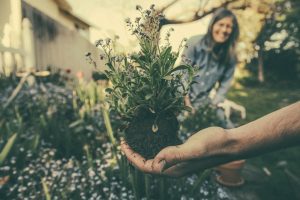 Gardening person showing green plant