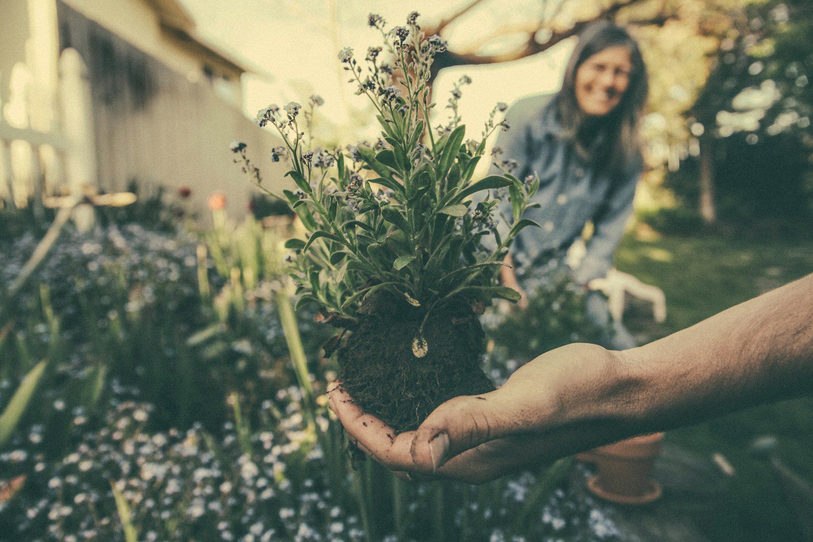 Gardening person showing green plant